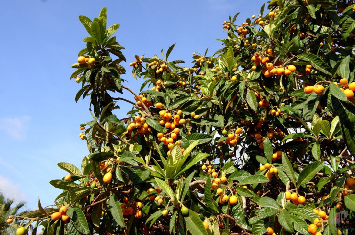 MALTA ERİĞİ - YENİ DÜNYA FİDANI 3 ADET ( Eriobotrya Japonica )