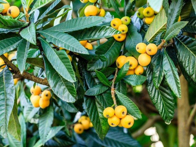 MALTA ERİĞİ - YENİ DÜNYA FİDANI ( Eriobotrya Japonica )