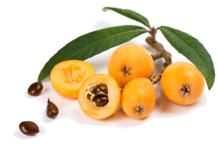 MALTA ERİĞİ - YENİ DÜNYA FİDANI ( Eriobotrya Japonica )