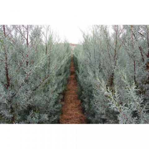 MAVİ ARİZONA SERVİSİ TOHUMU 100 GR 8000 ADET
