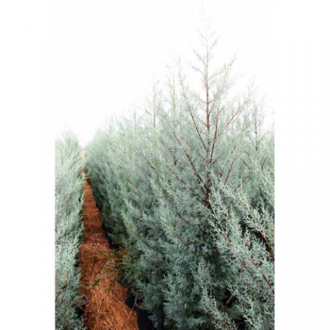 MAVİ ARİZONA SERVİSİ TOHUMU 200 GR 16 000 ADET