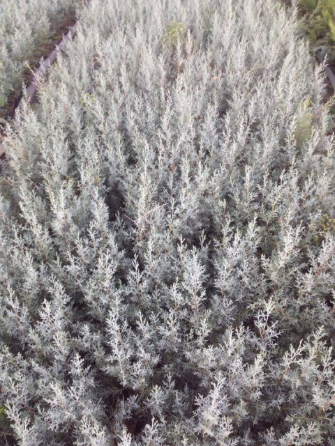 MAVİ SERVİ 10 ADET ÇİT BİTKİSİ - AŞILI ÇİT BİTKİSİ