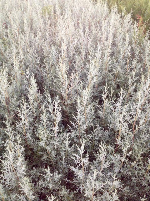 MAVİ SERVİ 10 ADET ÇİT BİTKİSİ - AŞILI ÇİT BİTKİSİ