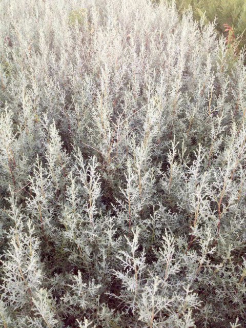 MAVİ SERVİ 5 ADET ÇİT BİTKİSİ - AŞILI ÇİT BİTKİSİ