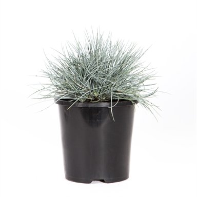 MAVİ SÜS ÇİMİ 5 ADET - FESTUCA OVİNA