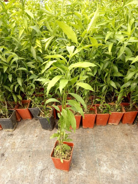 MELİSA ÇİÇEĞİ FİDANI 10 ADET - Cestrum Nocturnum