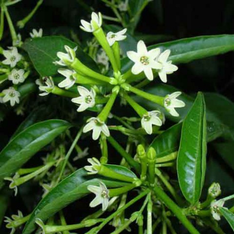 MELİSA ÇİÇEĞİ FİDANI 10 ADET - Cestrum Nocturnum
