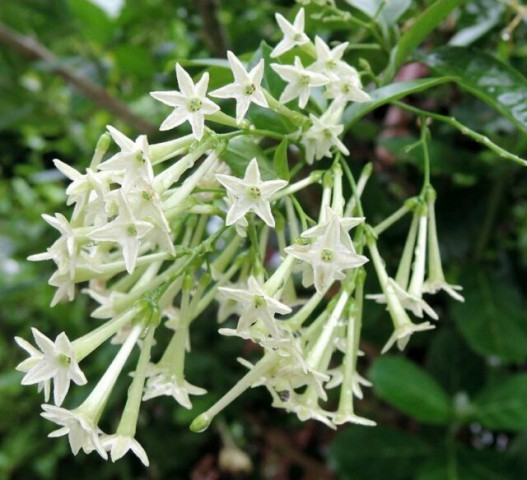 MELİSA ÇİÇEĞİ FİDANI 3 ADET - Cestrum Nocturnum