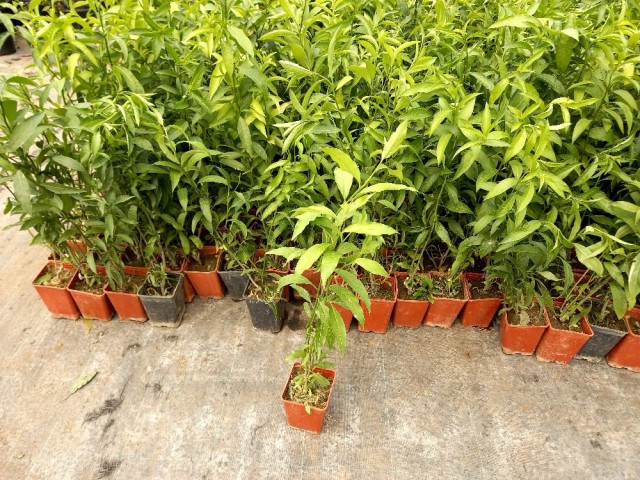 MELİSA ÇİÇEĞİ FİDANI 5 ADET - Cestrum Nocturnum
