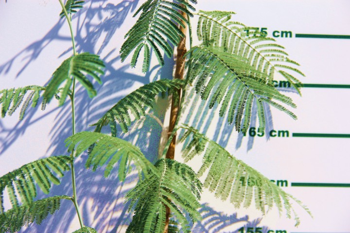 MİMOZA AĞACI 150-200 CM