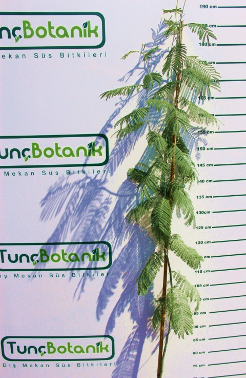 MİMOZA AĞACI 150-200 CM