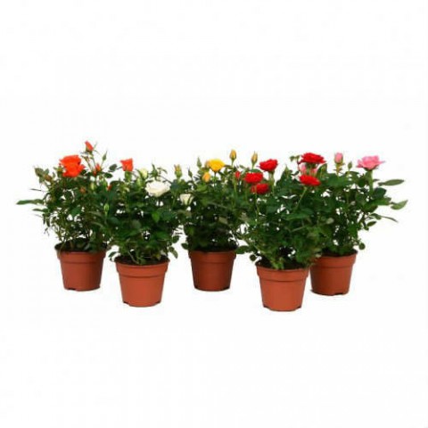 MİNYATÜR GÜL FİDANI PEMBE - 3 ADET