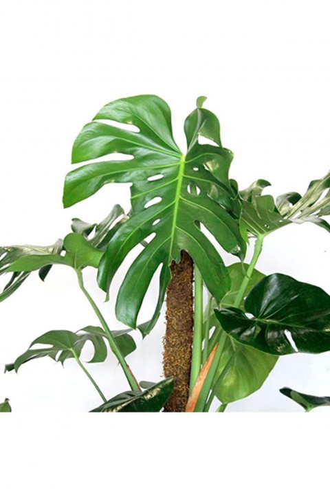 MONSTERA YOSUN GÖVDELİ DEVE TABANI 80-100 cm