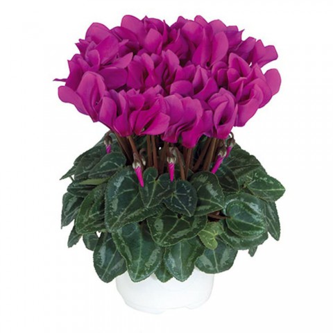 MOR SİKLAMEN ÇİÇEĞİ 5 ADET