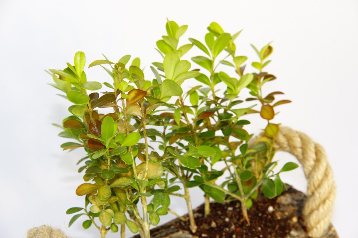 OFİS BİTKİSİ BUXUS 2 ADET - TWİN SET HEDİYELİK