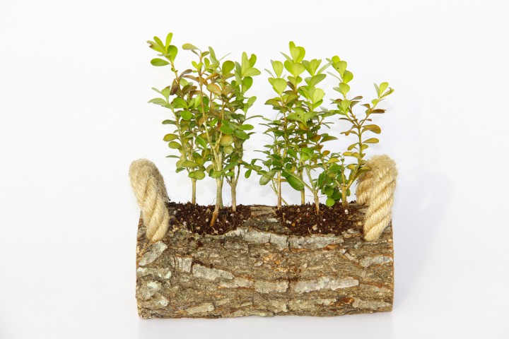 OFİS BİTKİSİ BUXUS 3 ADET - TWİN SET HEDİYELİK