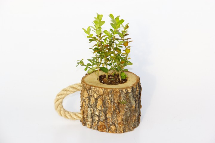 OFİS BİTKİSİ BUXUS 5 ADET - AHŞAP KUPA SAKSIDA HEDİYELİK
