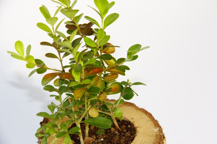 OFİS BİTKİSİ BUXUS 5 ADET - AHŞAP KUPA SAKSIDA HEDİYELİK