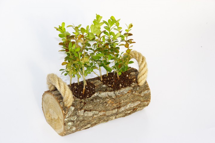 OFİS BİTKİSİ BUXUS 5 ADET - TWİN SET HEDİYELİK