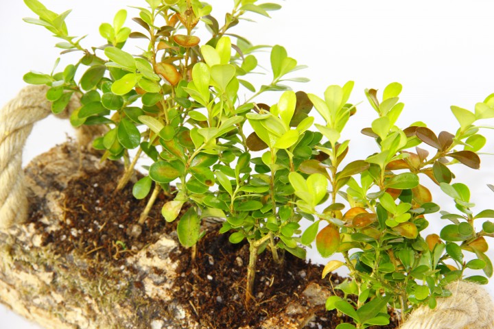 OFİS BİTKİSİ BUXUS 3 ADET - TRİO SET HEDİYELİK