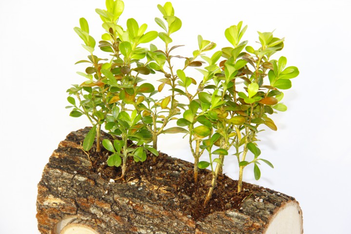 OFİS BİTKİSİ BUXUS 3 ADET - AHŞAP ARABA SAKSIDA HEDİYELİK