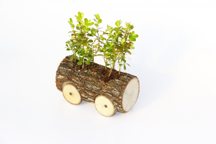 OFİS BİTKİSİ BUXUS 3 ADET - AHŞAP ARABA SAKSIDA HEDİYELİK