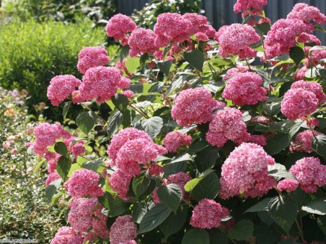 ORTANCA FİDANI 3 ADET - SAKSILI 20-40 cm