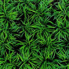 OSMANLI ÇİMİ 100 ADET - GÖLGE ÇİMİ