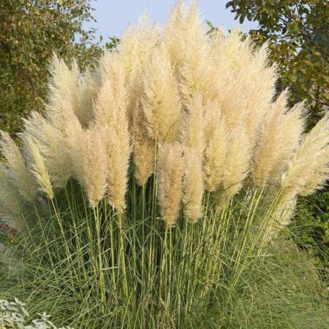 PAMPAS OTU - SAZ PÜSKÜLÜ 20 ADET