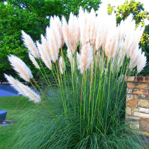 PAMPAS OTU - SAZ PÜSKÜLÜ 5 ADET