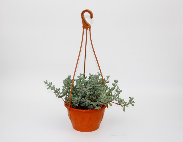 PEMBE BUZ ÇİÇEĞİ 2 ADET - ASKILI SAKSIDA HEDİYELİK