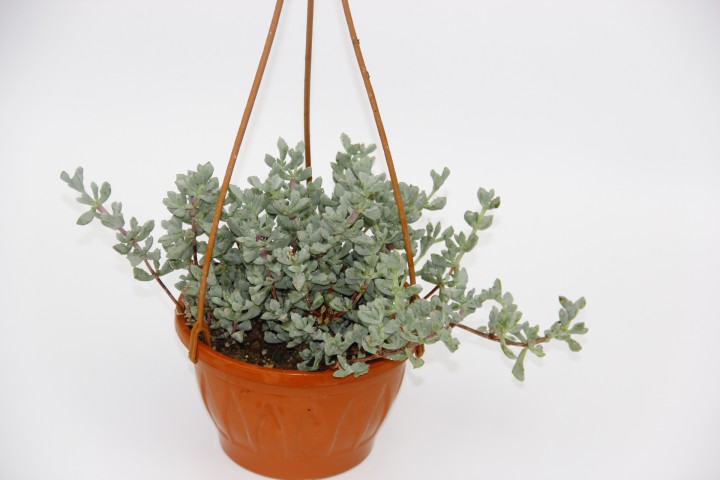 PEMBE BUZ ÇİÇEĞİ 2 ADET - ASKILI SAKSIDA HEDİYELİK