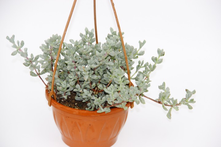 PEMBE BUZ ÇİÇEĞİ 2 ADET - ASKILI SAKSIDA HEDİYELİK