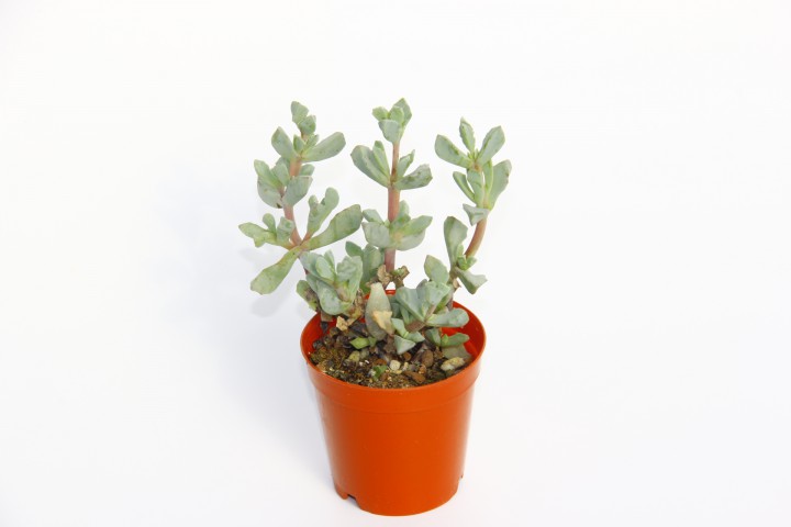 PEMBE BUZ ÇİÇEĞİ 20 ADET - Oscularia Deltoides