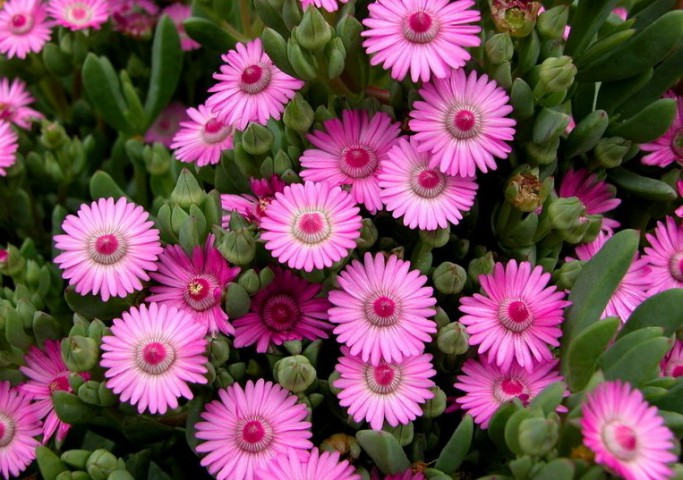 PEMBE BUZ ÇİÇEĞİ 45 ADET - Oscularia Deltoides