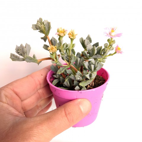 PEMBE BUZ ÇİÇEĞİ 5 ADET - Oscularia Deltoides