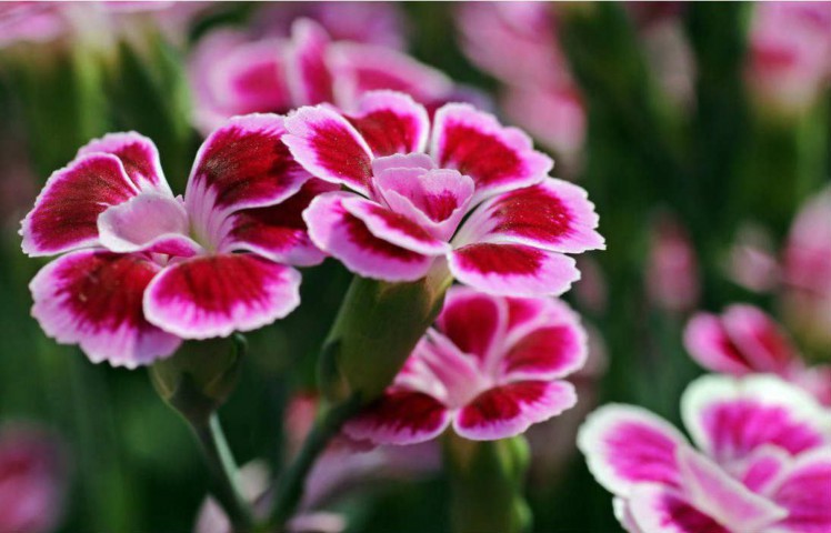 PEMBE ÇİN KARANFİLİ ÇİÇEĞİ 20 ADET