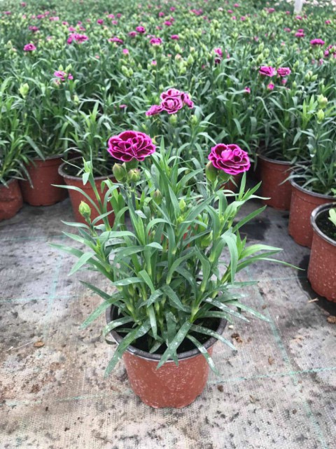 PEMBE ÇİN KARANFİLİ ÇİÇEĞİ 20 ADET