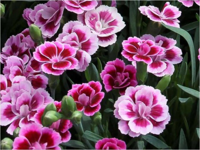 PEMBE ÇİN KARANFİLİ ÇİÇEĞİ 20 ADET