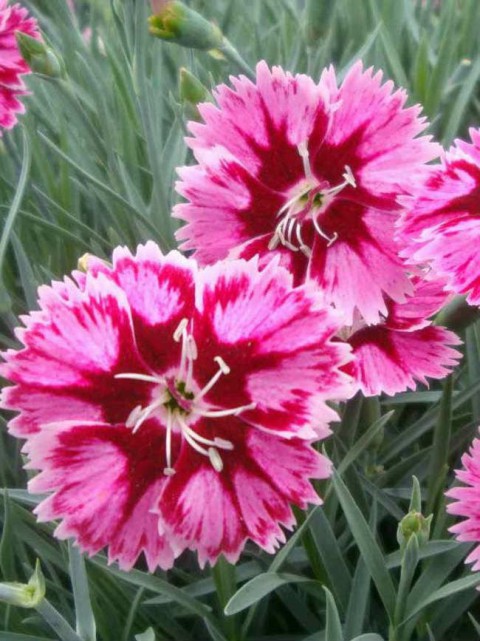 PEMBE ÇİN KARANFİLİ ÇİÇEĞİ 20 ADET