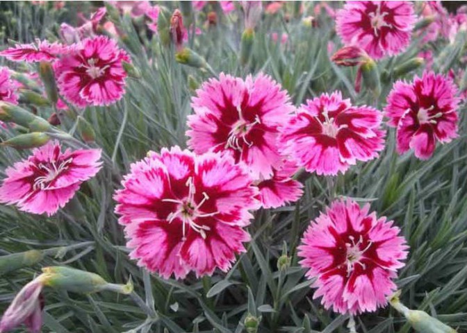 PEMBE ÇİN KARANFİLİ ÇİÇEĞİ 5 ADET