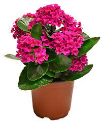 PEMBE KALANŞO ÇİÇEĞİ 3 ADET