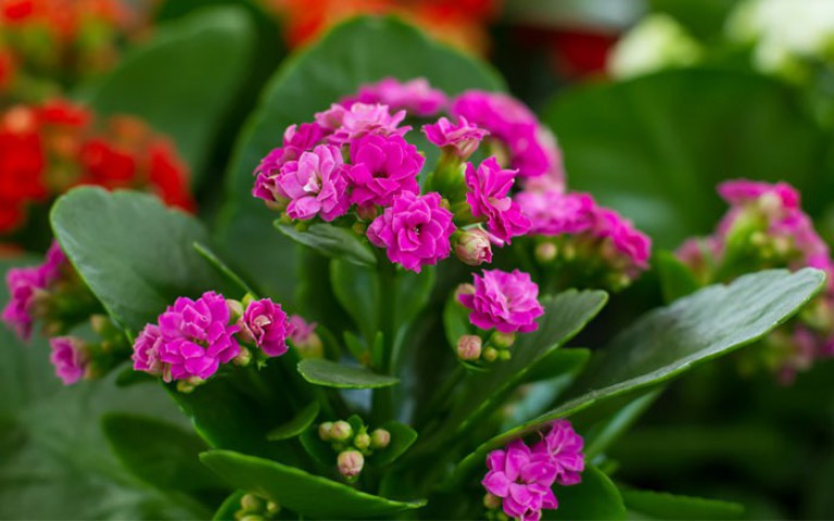 PEMBE KALANŞO ÇİÇEĞİ 5 ADET PEMBE KALANŞO ÇİÇEĞİ 5 ADET