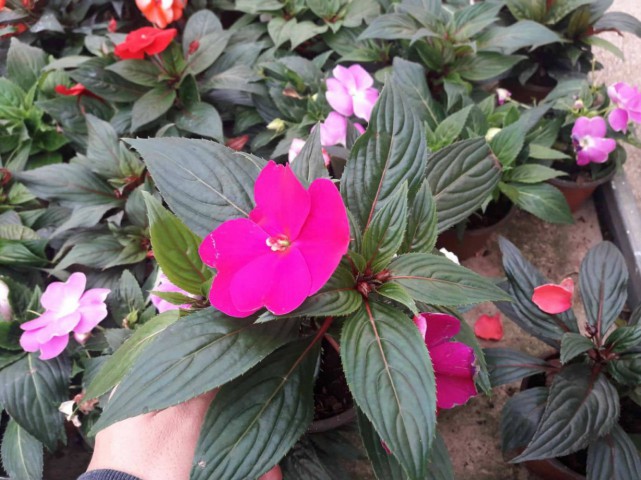 PEMBE KATMERLİ CAM GÜZELİ ÇİÇEĞİ - 20 ADET CANLI ÇİÇEK