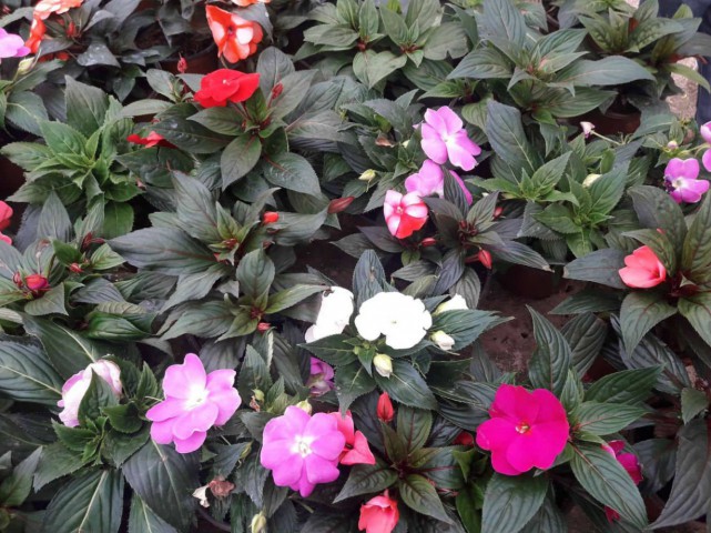 PEMBE KATMERLİ CAM GÜZELİ ÇİÇEĞİ - 5 ADET CANLI ÇİÇEK PEMBE KATME