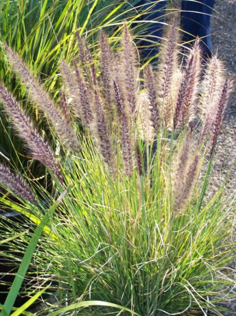 PENNİSETUM OTSU BİTKİ 20 ADET