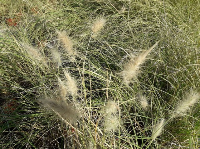 PENNİSETUM OTSU BİTKİ 20 ADET