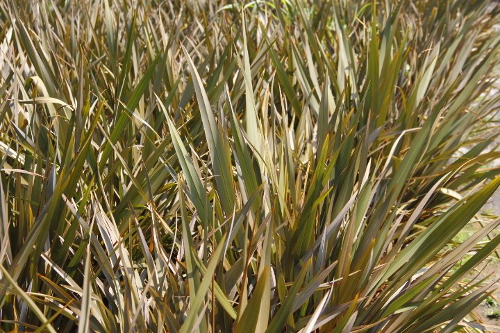 PHORMIUM TENAX 5 ADET - TROPİK SAZ BİTKİSİ - Bordo Renkli