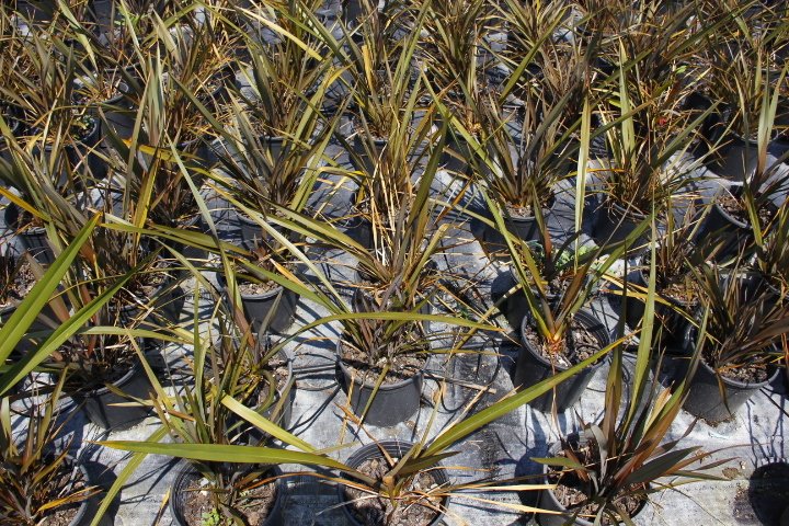 PHORMIUM TENAX 5 ADET - TROPİK SAZ BİTKİSİ - Bordo Renkli