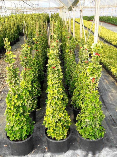 PİRAMİT GOLD TAFLAN 2 ADET - DEKORATİF PEYZAJ BİTKİSİ